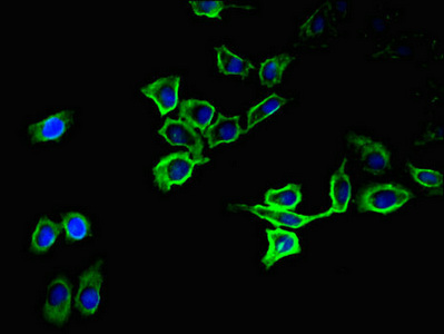 ATP1A1 Antibody - Immunofluorescent analysis of A549 cells using ATP1A1 Antibody at dilution of 1:100 and Alexa Fluor 488-congugated AffiniPure Goat Anti-Rabbit IgG(H+L)