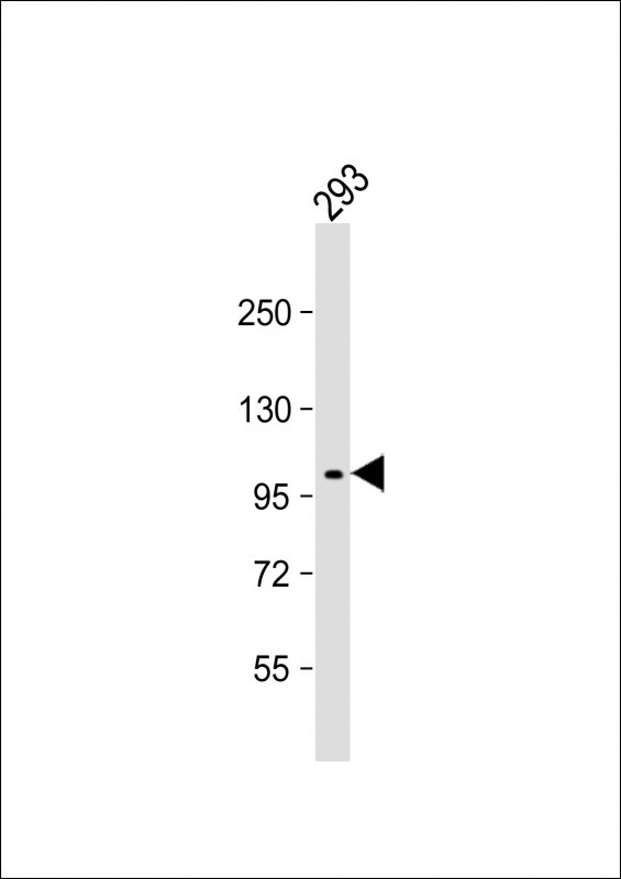 ATP1A1 Antibody - Anti-NaK ATPase Antibody at 1:2000 dilution + 293 whole cell lysate Lysates/proteins at 20 µg per lane. Secondary Goat Anti-Rabbit IgG, (H+L), Peroxidase conjugated at 1/10000 dilution. Predicted band size: 113 kDa Blocking/Dilution buffer: 5% NFDM/TBST.