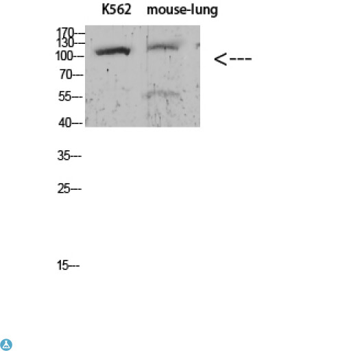 ATP1A1 Antibody - Western blot analysis of K562 and mouse lung, antibody was diluted at 1000. Secondary antibody was diluted at 1:20000.