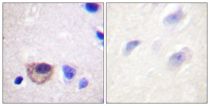 ATP1A1 Antibody - Peptide - + Immunohistochemistry analysis of paraffin-embedded human brain tissue using ATPase (Ab-16) antibody.