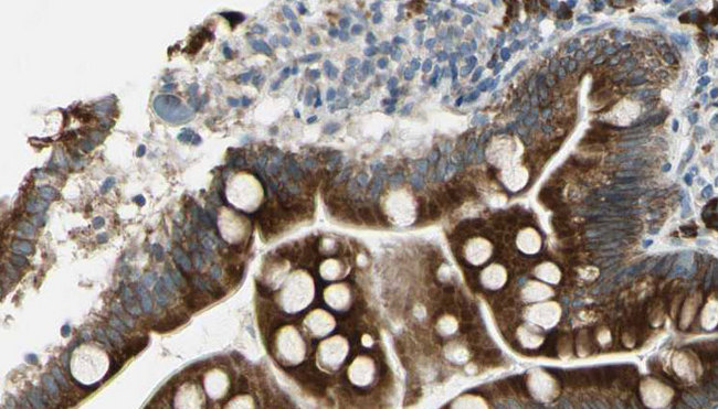ATP1A1 Antibody - 1:100 staining mouse intestine tissue by IHC-P. The sample was formaldehyde fixed and a heat mediated antigen retrieval step in citrate buffer was performed. The sample was then blocked and incubated with the antibody for 1.5 hours at 22°C. An HRP conjugated goat anti-rabbit antibody was used as the secondary.