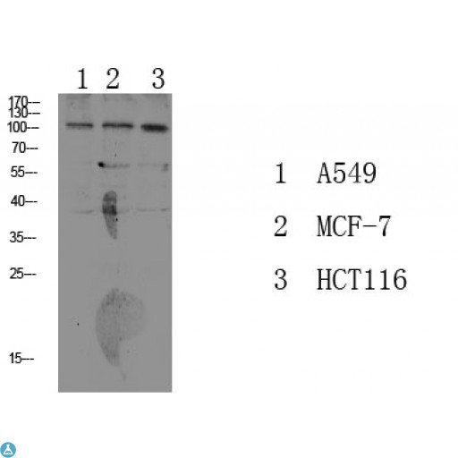 ATP1A1 Antibody - Western blot analysis of various lysate, antibody was diluted at 1000. Secondary antibody was diluted at 1:20000.