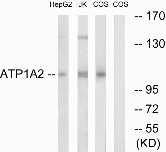 ATP1A2 Antibody - Western blot analysis of lysates from COS7 cells, HepG2 cells, and Jurkat cells, using ATP1A2 Antibody. The lane on the right is blocked with the synthesized peptide.