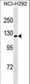 ATP1A3 Antibody - ATP1A3 Antibody western blot of NCI-H292 cell line lysates (35 ug/lane). The ATP1A3 antibody detected the ATP1A3 protein (arrow).
