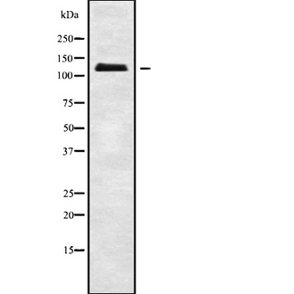 ATP1A3 Antibody - Western blot analysis of ATP1A3 using K562 whole cells lysates