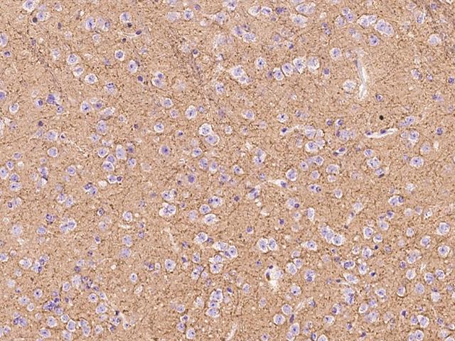 ATP1A3 Antibody - Immunochemical staining of mouse Atp1a3 in mouse brain with rabbit polyclonal antibody at 1:300 dilution, formalin-fixed paraffin embedded sections.