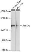 ATP1A3 Antibody - Western blot analysis of extracts of various cell lines using ATP1A3 Polyclonal Antibody at dilution of 1:1000.