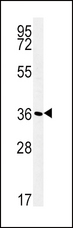 ATP1B1 Antibody - ATP1B1 Antibody western blot of WiDr cell line lysates (35 ug/lane). The ATP1B1 antibody detected the ATP1B1 protein (arrow).