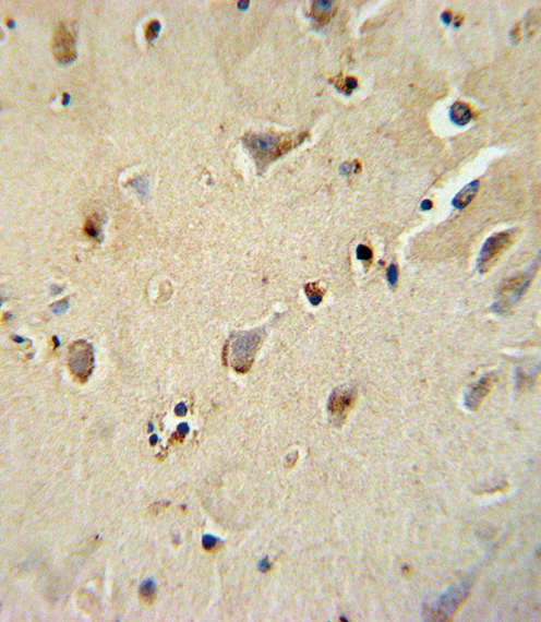 ATP1B1 Antibody - ATP1B1 Antibody immunohistochemistry of formalin-fixed and paraffin-embedded human brain tissue followed by peroxidase-conjugated secondary antibody and DAB staining.