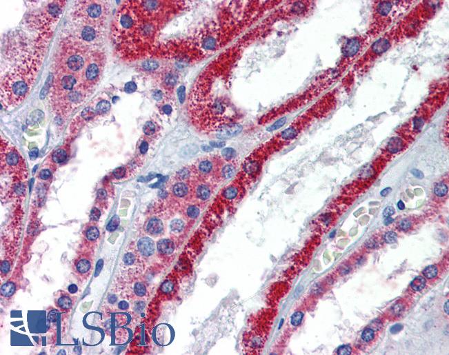 ATP1B1 Antibody - Anti-ATP1B1 antibody IHC of human kidney. Immunohistochemistry of formalin-fixed, paraffin-embedded tissue after heat-induced antigen retrieval. Antibody concentration 5 ug/ml.  This image was taken for the unconjugated form of this product. Other forms have not been tested.
