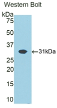 ATP1B1 Antibody - Western Blot; Sample: Recombinant protein.