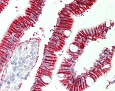 ATP1B1 Antibody - Human Small Intestine: Formalin-Fixed, Paraffin-Embedded (FFPE).  This image was taken for the unconjugated form of this product. Other forms have not been tested.