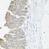 ATP1B1 Antibody - Immunohistochemistry of paraffin-embedded mouse stomach tissue.