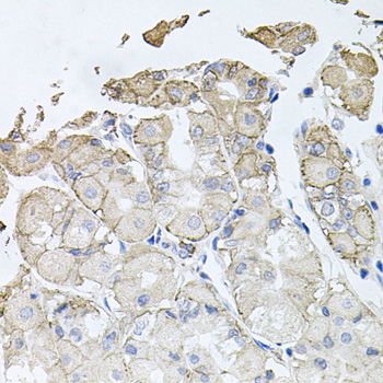 ATP1B1 Antibody - Immunohistochemistry of paraffin-embedded human stomach tissue.
