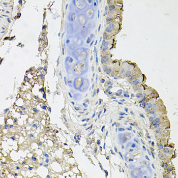 ATP1B1 Antibody - Immunohistochemistry of paraffin-embedded mouse lung tissue.