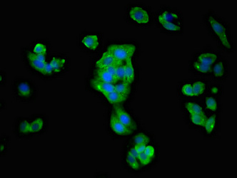 ATP1B1 Antibody - Immunofluorescent analysis of HepG2 cells at a dilution of 1:100 and Alexa Fluor 488-congugated AffiniPure Goat Anti-Rabbit IgG(H+L)