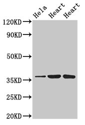 ATP1B1 Antibody - Positive Western Blot detected in Hela whole cell lysate, Rat heart tissue, Mouse heart tissue. All lanes: ATP1B1 antibody at 3 µg/ml Secondary Goat polyclonal to rabbit IgG at 1/50000 dilution. Predicted band size: 36, 35 KDa. Observed band size: 36 KDa