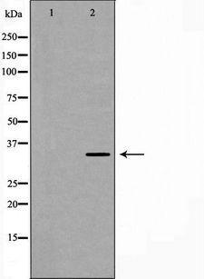 ATP1B1 Antibody - Western blot analysis of mouse brain lysate using ATP1B1 antibody. The lane on the left is treated with the antigen-specific peptide.