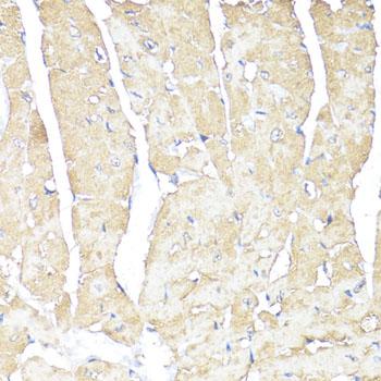 ATP1B1 Antibody - Immunohistochemistry of paraffin-embedded Mouse heart using ATP1B1 Polyclonal Antibody at dilution of 1:100 (40x lens).
