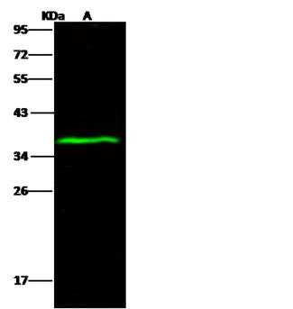ATP1B1 Antibody - Anti-ATP1B1 rabbit polyclonal antibody at 1:500 dilution. Lane A: MOLT4 Whole Cell Lysate. Lysates/proteins at 30 ug per lane. Secondary: Goat Anti-Rabbit IgG H&L (Dylight 800) at 1/10000 dilution. Developed using the Odyssey technique. Performed under reducing conditions. Predicted band size: 35 kDa. Observed band size: 37 kDa.