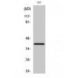 ATP1B3 Antibody - Western blot of CD298 antibody