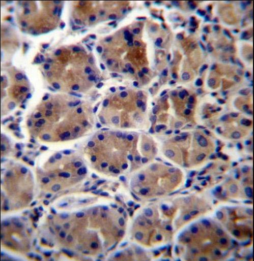 ATP1B3 Antibody - ATP1B3 Antibody immunohistochemistry of formalin-fixed and paraffin-embedded human stomach tissue followed by peroxidase-conjugated secondary antibody and DAB staining.