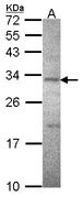 ATP1B3 Antibody - Sample (30 ug of whole cell lysate). A: Hela. 12% SDS PAGE. ATPase beta3 (Na+/K+) antibody. ATP1B3 antibody diluted at 1:1000.