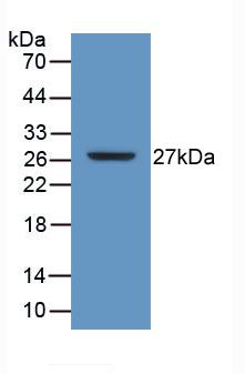 ATP1B3 Antibody - Western Blot; Sample: Recombinant ATP1b3, Human.