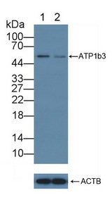 ATP1B3 Antibody - Knockout Varification: Lane 1: Wild-type A431 cell lysate; Lane 2: ATP1b3 knockout A431 cell lysate; Predicted MW: 32kd Observed MW: 55kd Primary Ab: 5µg/ml Rabbit Anti-Human ATP1b3 Antibody Second Ab: 0.2µg/mL HRP-Linked Caprine Anti-Rabbit IgG Polyclonal Antibody