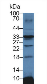 ATP1B3 Antibody - Western Blot; Sample: Mouse Heart lysate; ;Primary Ab: 3µg/ml Rabbit Anti-Mouse ATP1b3 Antibody;Second Ab: 0.2µg/mL HRP-Linked Caprine Anti-Rabbit IgG Polyclonal Antibody;