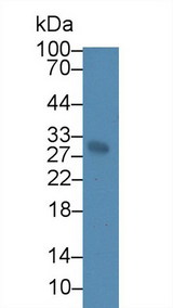 ATP1B3 Antibody - Western Blot; Sample: Rat Serum; Primary Ab: 3µg/ml Rabbit Anti-Rat ATP1b3 Antibody Second Ab: 0.2µg/mL HRP-Linked Caprine Anti-Rabbit IgG Polyclonal Antibody