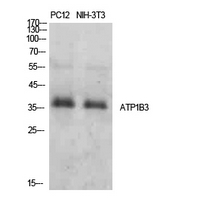 ATP1B3 Antibody - Western Blot analysis of extracts from PC12, NIH-3T3 cells using ATP1B3 Antibody.