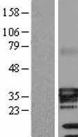 ATP1B3 Protein - Western validation with an anti-DDK antibody * L: Control HEK293 lysate R: Over-expression lysate