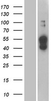 ATP1B4 Protein - Western validation with an anti-DDK antibody * L: Control HEK293 lysate R: Over-expression lysate