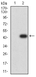ATP2A1 / SERCA1 Antibody - Western blot analysis using ATP2A1 mAb against HEK293 (1) and ATP2A1 (AA: 487-631)-hIgGFc transfected HEK293 (2) cell lysate.