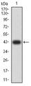 ATP2A1 / SERCA1 Antibody - Western blot analysis using ATP2A1 mAb against human ATP2A1 (AA: 487-631) recombinant protein. (Expected MW is 42 kDa)