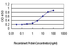ATP2B1 / PMCA1 Antibody - Detection limit for recombinant GST tagged ATP2B1 is approximately 0.3 ng/ml as a capture antibody.