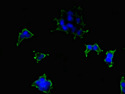 ATP2B2 / PMCA2 Antibody - Immunofluorescent analysis of 293 cells diluted at 1:100 and Alexa Fluor 488-congugated AffiniPure Goat Anti-Rabbit IgG(H+L)