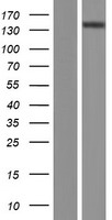 ATP2B2 / PMCA2 Protein - Western validation with an anti-DDK antibody * L: Control HEK293 lysate R: Over-expression lysate