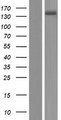 ATP2B3 / PMCA3 Protein - Western validation with an anti-DDK antibody * L: Control HEK293 lysate R: Over-expression lysate