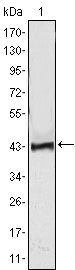ATP2C1 Antibody - Western blot using ATP2C1 monoclonal antibody against human ATP2C1 (AA: 119-269) recombinant protein. (Expected MW is 41.7 kDa)