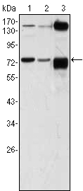 ATP2C1 Antibody - Western blot using ATP2C1 mouse monoclonal antibody against A431 (1), HeLa (2) and HEK293 (3) cell lysate.