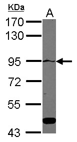 ATP2C1 Antibody - Sample (30 ug of whole cell lysate) A: HeLa 7.5% SDS PAGE ATP2C1 antibody diluted at 1:2000