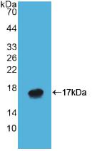 ATP4A Antibody - Western Blot; Sample: Recombinant ATP4a, Human.