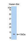 ATP4A Antibody - Western blot of recombinant ATP4A.  This image was taken for the unconjugated form of this product. Other forms have not been tested.