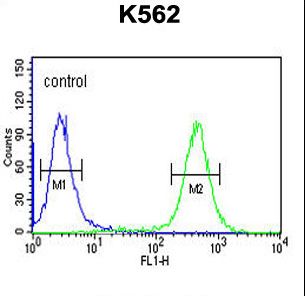 ATP4B Antibody - ATP4B Antibody flow cytometry of K562 cells (right histogram) compared to a negative control cell (left histogram). FITC-conjugated goat-anti-rabbit secondary antibodies were used for the analysis.