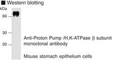 ATP4B Antibody