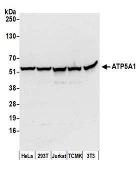 ATP5A1 / ATP Synthase Alpha Antibody - Detection of human and mouse ATP5A1 by western blot. Samples: Whole cell lysate (50 µg) from HeLa, HEK293T, Jurkat, mouse TCMK-1, and mouse NIH 3T3 cells prepared using NETN lysis buffer. Antibody: Affinity purified rabbit anti-ATP5A1 antibody used for WB at 0.1 µg/ml. Detection: Chemiluminescence with an exposure time of 10 seconds.