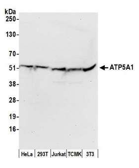 ATP5A1 / ATP Synthase Alpha Antibody - Detection of human and mouse ATP5A1 by western blot. Samples: Whole cell lysate (50 µg) from HeLa, HEK293T, Jurkat, mouse TCMK-1, and mouse NIH 3T3 cells prepared using NETN lysis buffer. Antibody: Affinity purified rabbit anti-ATP5A1 antibody used for WB at 0.1 µg/ml. Detection: Chemiluminescence with an exposure time of 10 seconds.