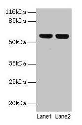 ATP5A1 / ATP Synthase Alpha Antibody - Western blot All lanes: ATP5A1 antibody at 2µg/ml Lane 1: Hela whole cell lysate Lane 2: COLO205 whole cell lysate Secondary Goat polyclonal to rabbit IgG at 1/10000 dilution Predicted band size: 60, 55, 58 kDa Observed band size: 60 kDa